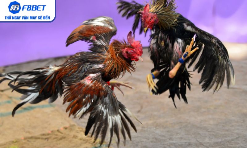 Mẹo cược đá gà Campuchia chuẩn xác từ bet thủ lâu năm Mẹo cược đá gà Campuchia chuẩn xác từ bet thủ lâu năm